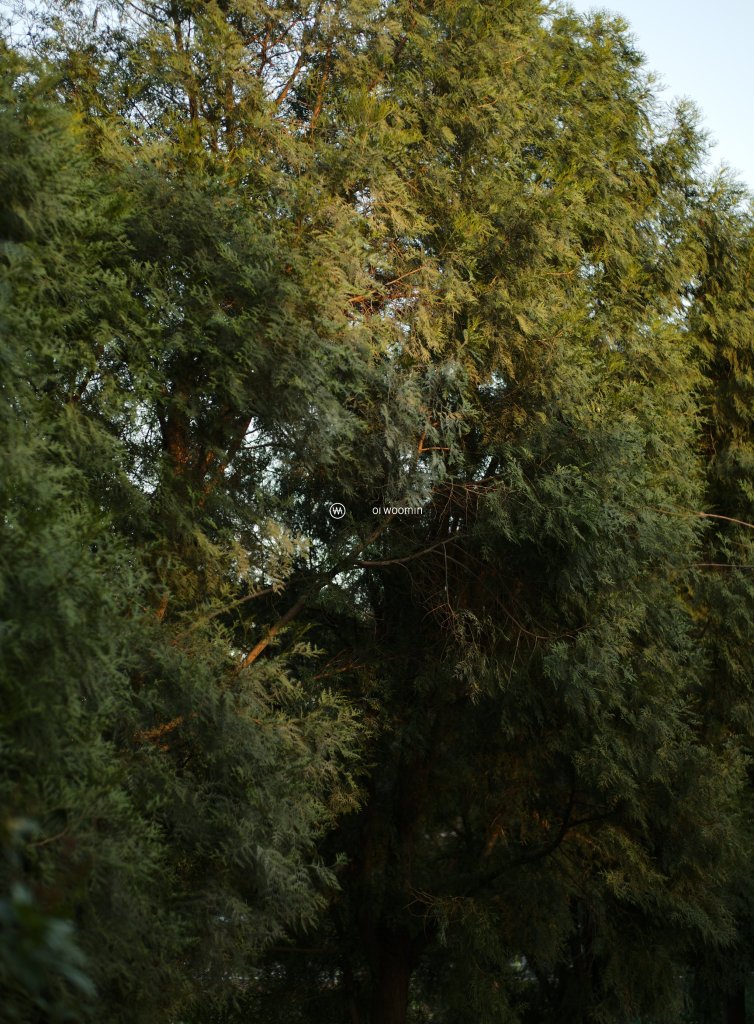 01 Woomin 2025春夏 A Chapter from a Summer Diary 高级成衣Lookbook